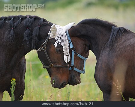 
                Freundschaft, Pferde                   