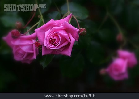 
                Rose, Blüte, Pink                   