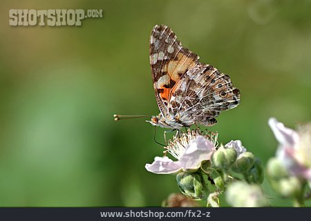 
                Schmetterling, Brombeerblüte                   