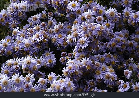 
                Blüte, Aster                   