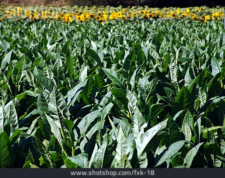 
                Tabak, Tabakpflanze, Tabakfeld                   