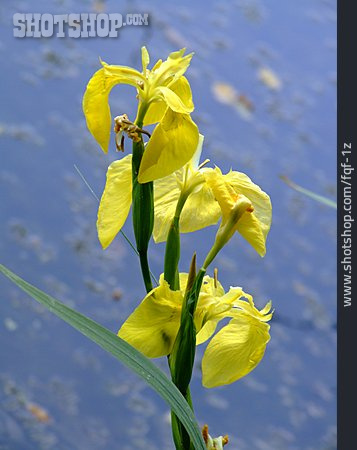 
                Lilie, Wasserlilie                   