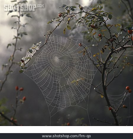 
                Spider Web, Fog, Rose Hips                   