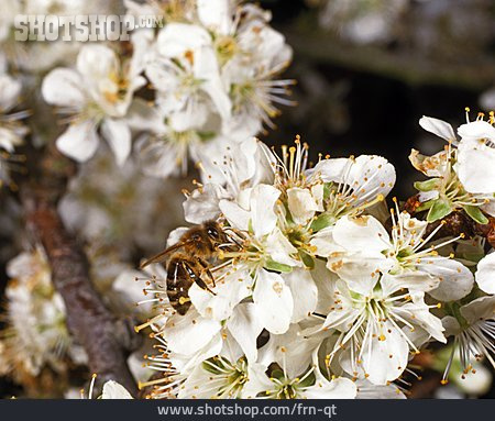 
                Biene, Kirschblüte                   