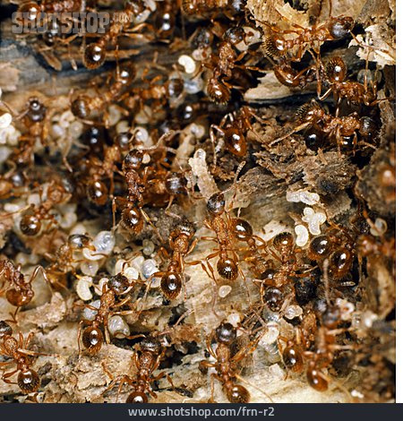 
                Insekt, Ameise, Ameisenhaufen                   