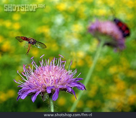 
                Blüte, Schwebfliege                   