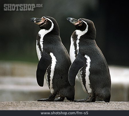 
                Pinguin, Magellanpinguin                   