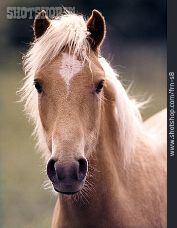 
                Pferd, Haflinger                   