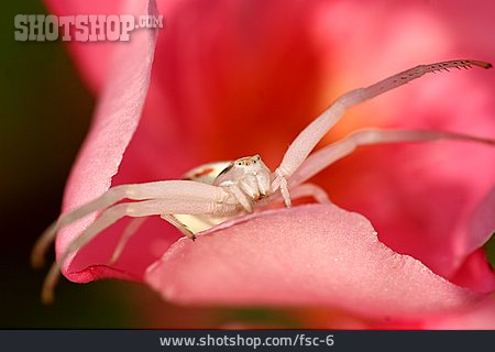 
                Blütenblatt, Krabbenspinne                   