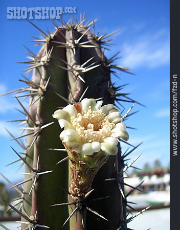 
                Kaktus, Kaktusblüte                   