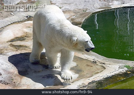 
                Eisbär                   