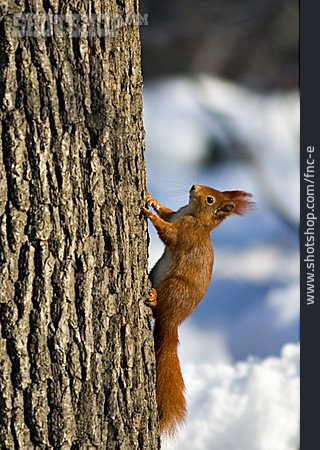 
                Baum, Eichhörnchen                   