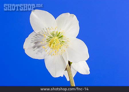 
                Blüte, Christrose                   
