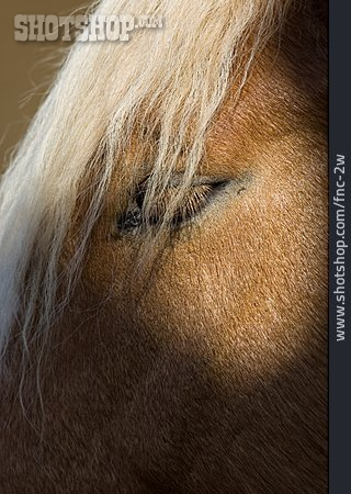 
                Haflinger                   