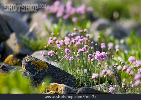 
                Blume, Steingarten, Strand-grasnelke                   