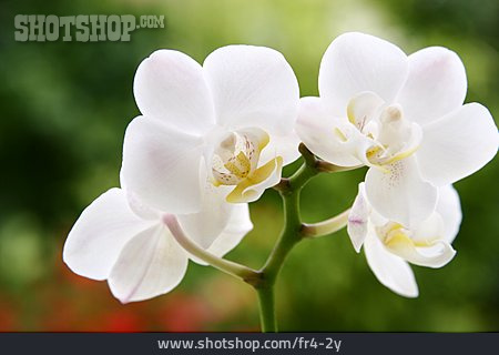 
                Orchidee, Phalaenopsis                   