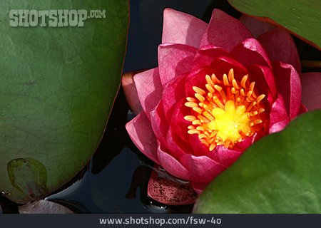 
                Blossom, Water Lily                   