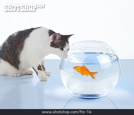 
                Katze, Goldfisch, Goldfischglas, Jagdtrieb                   