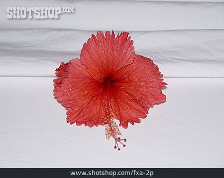 
                Hibiskus                   