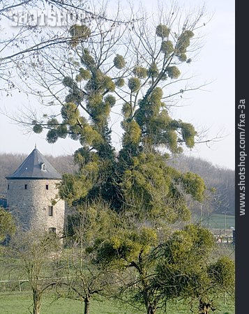 
                Baum, Schloss, Misteln                   