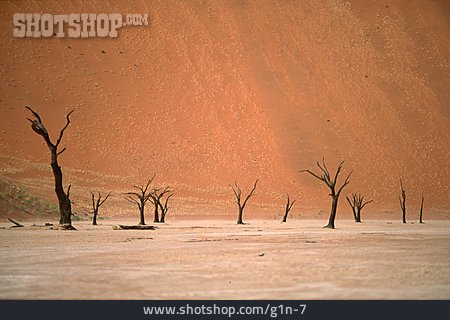 
                Baum, Wüste, Sand                   