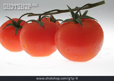 
                Shrub Tomato                   