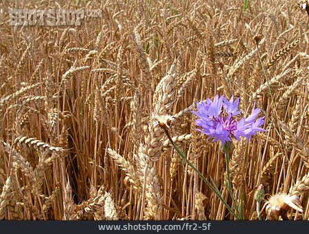 
                Weizenfeld, Kornblume, Getreidefeld                   