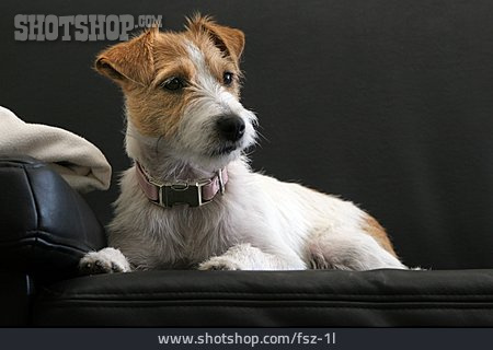 
                Hund, Parson Russell Terrier                   