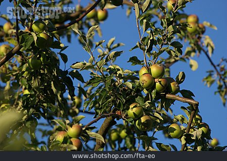 
                Apfelbaum                   