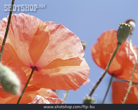 
                Mohn, Klatschmohn                   