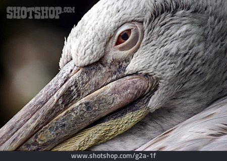 
                Auge, Schnabel, Pelikan                   