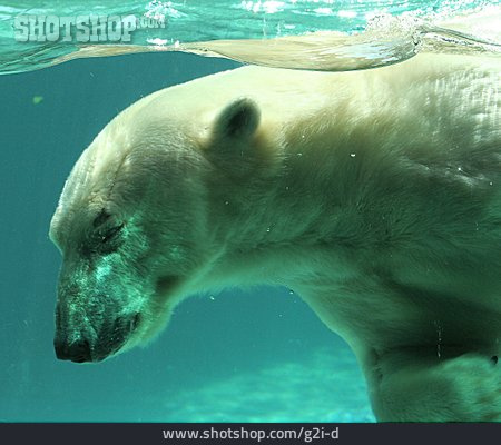 
                Schwimmen, Eisbär                   