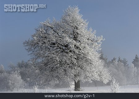 
                Baum, Winter, Schnee                   