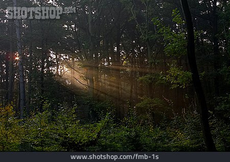 
                Sonnenlicht, Wald                   