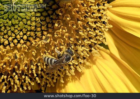 
                Sonnenblume, Blüte, Biene                   