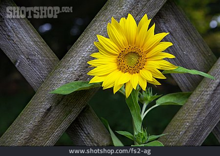 
                Sonnenblume, Jägerzaun                   