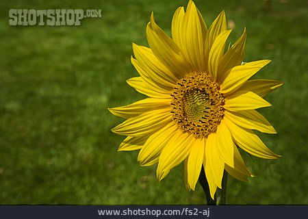 
                Sonnenblume, Blüte, Rasen                   