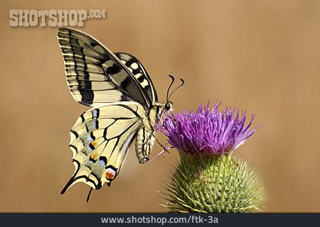 
                Schmetterling, Schwalbenschwanz, Distelblüte                   