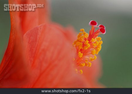 
                Unschärfe, Blüte, Hibiscus                   