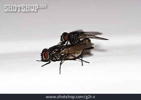 
                Fliege, Fortpflanzung                   