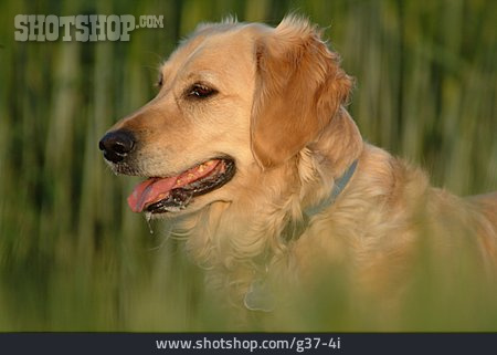 
                Hund, Golden Retriever                   