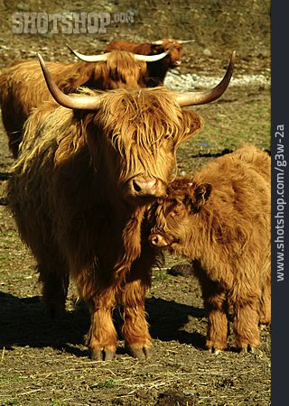 
                Kuh, Kalb, Schottisches Hochlandrind                   