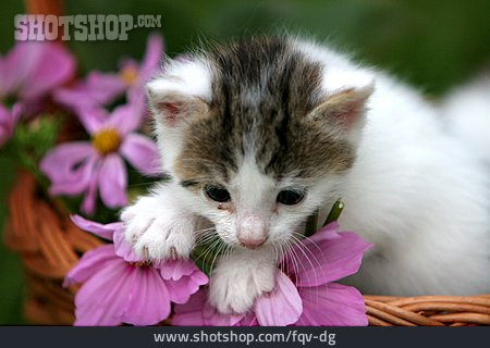 
                Blume, Korb, Kätzchen                   