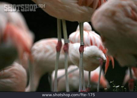 
                Flamingo, Beine                   