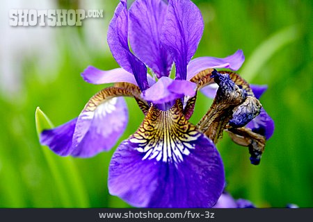 
                Schwertlilie, Iris, Sibirische Schwertlilie                   