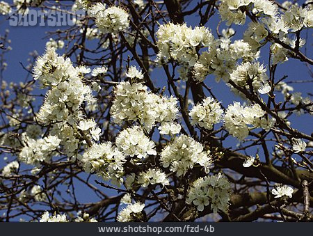 
                Blüte, Obstbaum                   