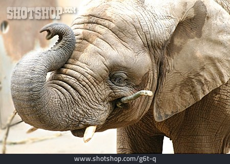 
                Tierjunges, Stock, Elefant                   