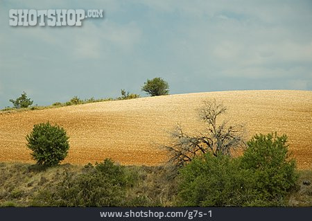 
                Feld, Landwirtschaft, Getreidefeld, Südfrankreich                   