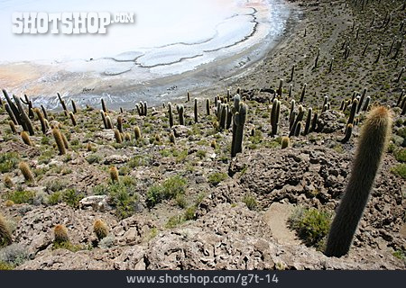 
                Kaktus, Salzsee, Isla De Pescadores                   