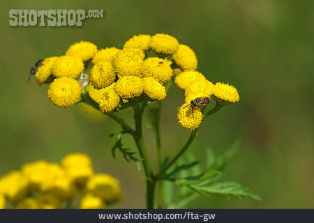 
                Blüte, Insekt, Rainfarn                   